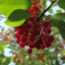 Червона і чорна черемха коли садити, догляд і вирощування, що роблять з черемхи фото (догляд) Червона і чорна черемха коли садити, догляд і вирощування, що роблять з черемхи фото