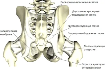 Крижово-клубової суглоб анатомія, форма, хвороби (крижово клубової суглоб анатомія форма болить) Крижово-клубової суглоб анатомія, форма, хвороби