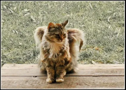 крилаті кішки