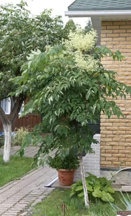 Гарний сад Тетяни Кретова
