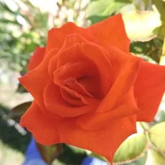 Кухня фьюжн що це таке, страви кухні fusion (страви) Кухня фьюжн що це таке, страви кухні fusion