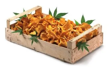 Курка з лисичками - італійська кухня ( Курка з лисичками - італійська кухня