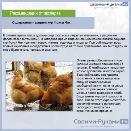 Кури Фоксі чик опис породи, порядок розведенням та утриманням докладно! (Кури) Кури Фоксі чик опис породи, порядок розведенням та утриманням докладно!