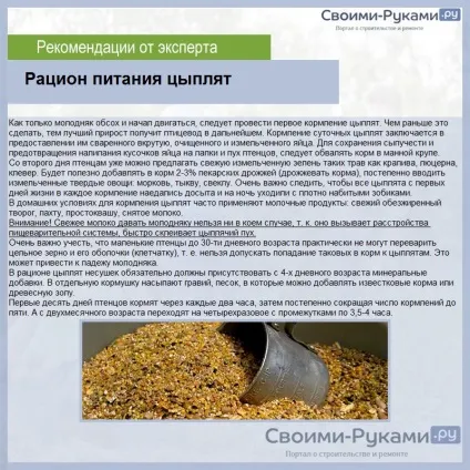 Кури Фоксі чик опис породи, порядок розведенням та утриманням докладно! (Опис) Кури Фоксі чик опис породи, порядок розведенням та утриманням докладно!