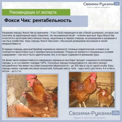 Кури Фоксі чик опис породи, порядок розведенням та утриманням докладно! (Породи) Кури Фоксі чик опис породи, порядок розведенням та утриманням докладно!