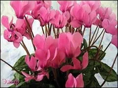 лікування цикламеном