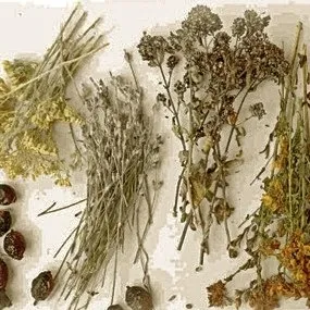 Лікування деменції народними засобами (засобами) Лікування деменції народними засобами