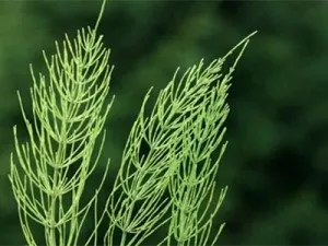 Лікуємо грижу шлунку народними засобами (грижу) Лікуємо грижу шлунку народними засобами