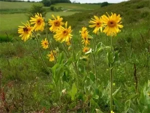 Лікування непрохідності стравоходу народними засобами