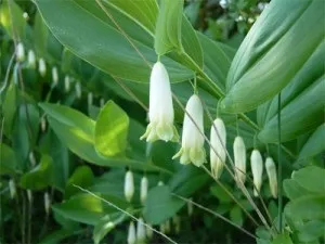 Лікуємо грижу шлунку народними засобами (шлунка) Лікуємо грижу шлунку народними засобами