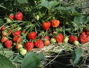 Лікувальні властивості і протипоказання суниці лісової (властивості) Лікувальні властивості і протипоказання суниці лісової