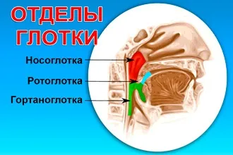 Лікування фарингіту народними засобами у дорослих