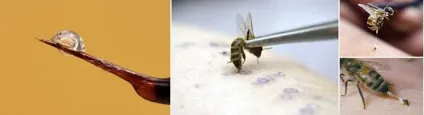 Лікування псоріазу прополісом, медом, пергою та іншими продуктами бджільництва (пергою) Лікування псоріазу прополісом, медом, пергою та іншими продуктами бджільництва
