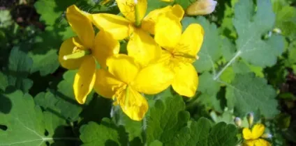 Лікування жировик народними засобами алое, кориця, чистотіл і цибулю