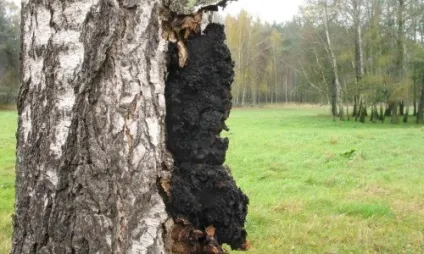 Лікування шлунка чагой