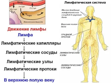 Лікування запалення лімфовузлів під вухом (лімфовузлів) Лікування запалення лімфовузлів під вухом