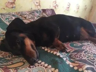 Архіви утримання та догляд за собаками, doggie training (догляд) Архіви утримання та догляд за собаками, doggie training