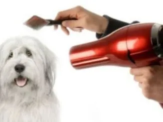 Архіви утримання та догляд за собаками, doggie training (Догляд шерстю собаки) Архіви утримання та догляд за собаками, doggie training
