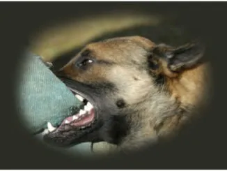 Архіви утримання та догляд за собаками, doggie training (doggie) Архіви утримання та догляд за собаками, doggie training