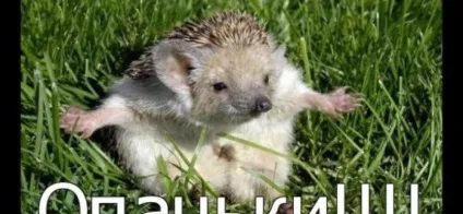 А ти точно маг) - магія шувані () А ти точно маг) - магія шувані