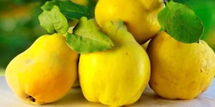 Айва опис, вирощування культури (урожай) Айва опис, вирощування культури