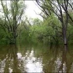 Ловля головня нахлистом, особливості лову (головня) Ловля головня нахлистом, особливості лову