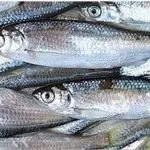 Ловля головня нахлистом, особливості лову (лов головня нахлистом) Ловля головня нахлистом, особливості лову