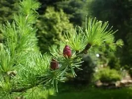 Модрина рослина - властивості і застосування модрини, шишка модрини, насіння, хвоя, статті на (модрини) Модрина рослина - властивості і застосування модрини, шишка модрини, насіння, хвоя, статті на