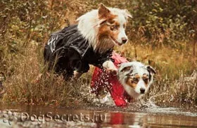 Літній одяг для собак