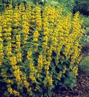 Лізімахія (вербейник) посадка і догляд (посадка догляд яким) Лізімахія (вербейник) посадка і догляд