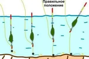 Ловля лина на поплавкову вудку оснащення, підгодовування і наживки (лина) Ловля лина на поплавкову вудку оснащення, підгодовування і наживки