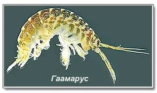 Ловля річкової форелі