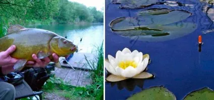 Ловля лина на поплавкову вудку оснащення, підгодовування і наживки (оснащення) Ловля лина на поплавкову вудку оснащення, підгодовування і наживки