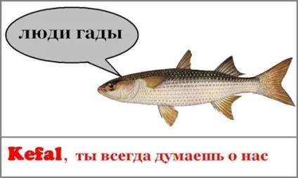 Ловля кефалі як ловлять кефаль на море, рибалка рибалку бачить здалеку (як ловити кефаль) Ловля кефалі як ловлять кефаль на море, рибалка рибалку бачить здалеку