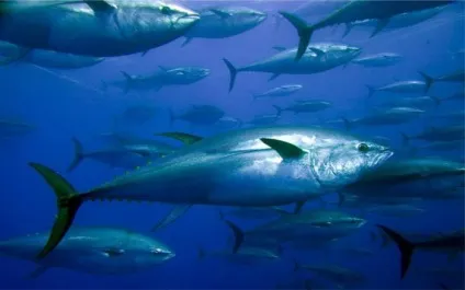 Ловля тунця особливості риболовлі у відкритому морі (відкритому) Ловля тунця особливості риболовлі у відкритому морі