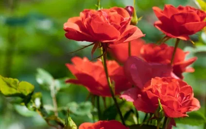 Літнє меню для королеви квітів, про троянді (догляд за трояндами) Літнє меню для королеви квітів, про троянду