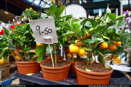 Лондонський ринок borough market - новини в фотографіях (market) Лондонський ринок borough market - новини в фотографіях
