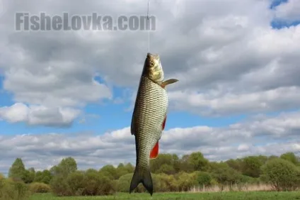 Ловля головня нахлистом