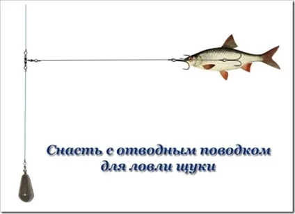 Ловля щуки на живця навесні з берега (живця) Ловля щуки на живця навесні з берега