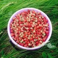 Лугова полуниця - корисні властивості (лугова) Лугова полуниця - корисні властивості