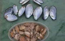 Кращі наживки і приманки для лову плотви - на що і які снасті ловити навесні, влітку і восени, (наживки) Кращі наживки і приманки для лову плотви - на що і які снасті ловити навесні, влітку і восени,