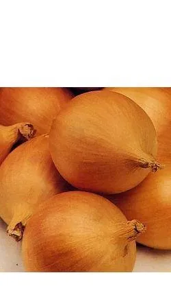 цибуля салатна