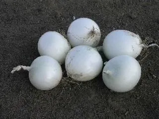 цибуля салатна