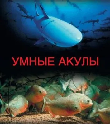Кращі фільми про піраній огляд, список і опис, vivareit (фільми) Кращі фільми про піраній огляд, список і опис, vivareit