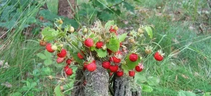 Лугова полуниця - корисні властивості (полуниця) Лугова полуниця - корисні властивості