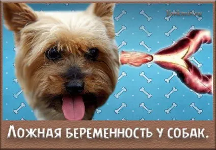 Хибна вагітність у собак, симптоми, що робити (вагітність) Хибна вагітність у собак, симптоми, що робити