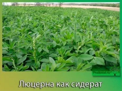 Люцерна як сидерат недоліки і головні правила посіву рослини (недоліки) Люцерна як сидерат недоліки і головні правила посіву рослини