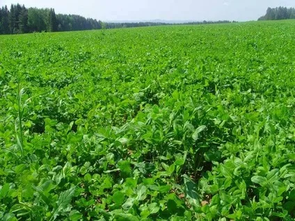 Люцерна як сидерат недоліки і головні правила посіву рослини (люцерна) Люцерна як сидерат недоліки і головні правила посіву рослини