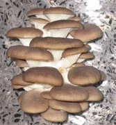 Маша лукашкіна