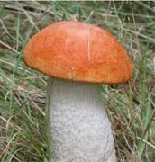 Маша лукашкіна